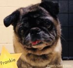 Donate to Frankie