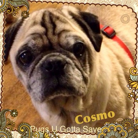 Cosmo - Click Image to Close