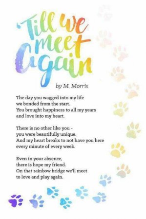 In loving memory of Oscar and Cujo - Click Image to Close
