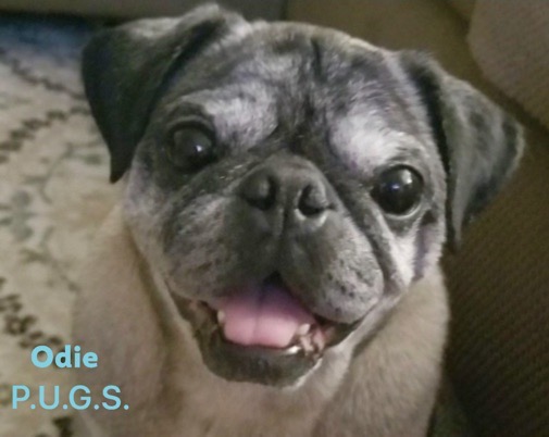 Donate to Odie - Click Image to Close